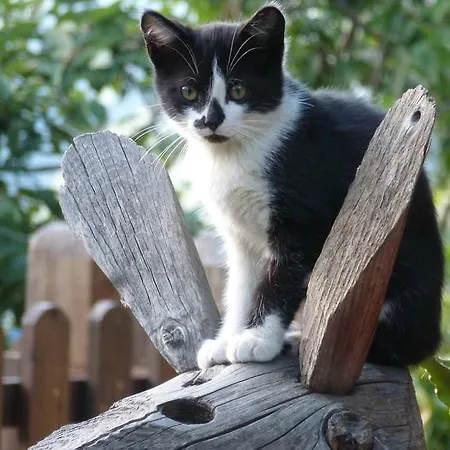 Lantgård Zirbenhof *